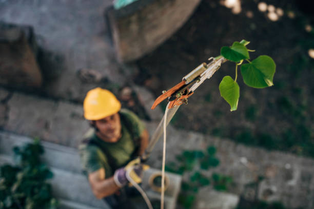 How Our Tree Care Process Works  in San Antonio, FL